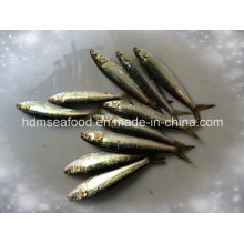 Peixe de alta qualidade Sardinha congelada de tamanho pequeno para isca (Sardinella aurita)